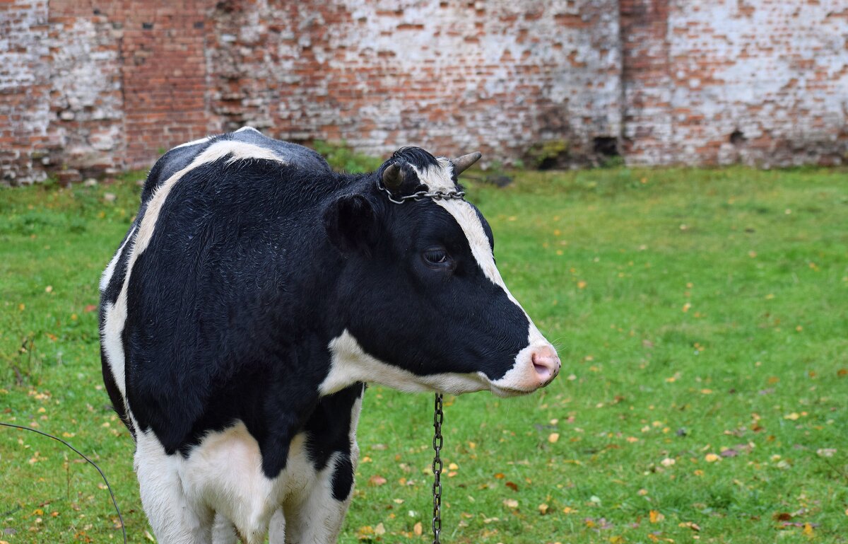 Бычок смоляной бочок. - Татьяна Помогалова