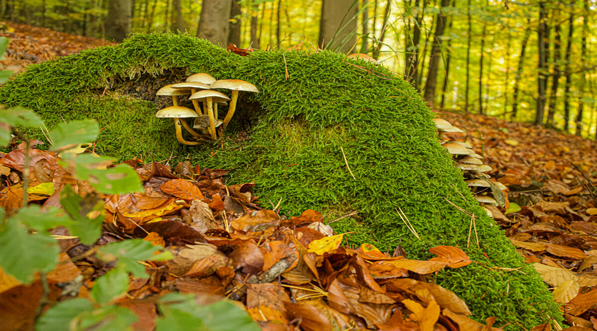 Просто красавцы. - Lucy Schneider 