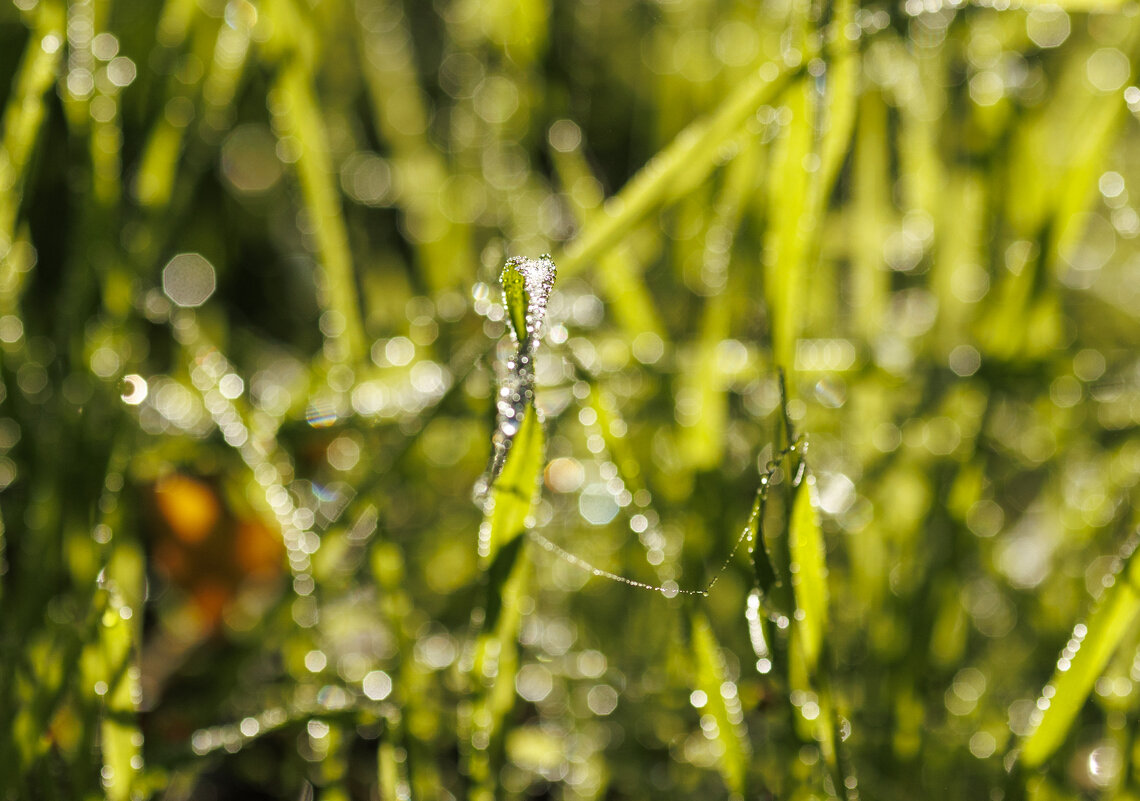 Бриллианты - Светлана Тихонина Бриллианты - Светлана Тихонина