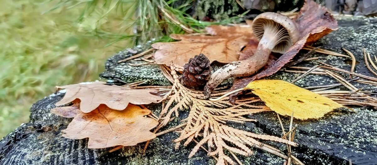 Осенний натюрморт - Михаил Столяров