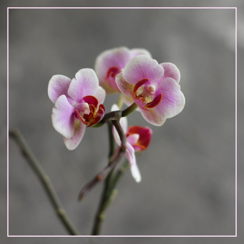 Моя коллекция орхидей - Irene Irene