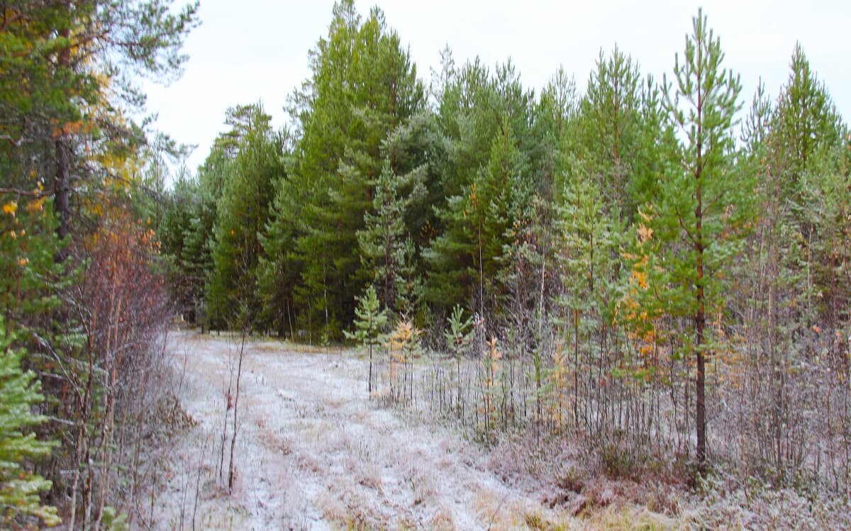 Припорошило - Сергей Никифоров