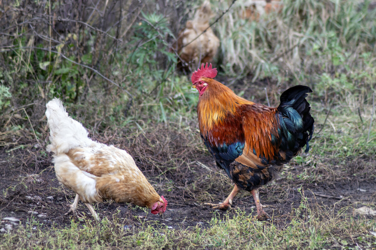 Что изволите? - sorovey Sol