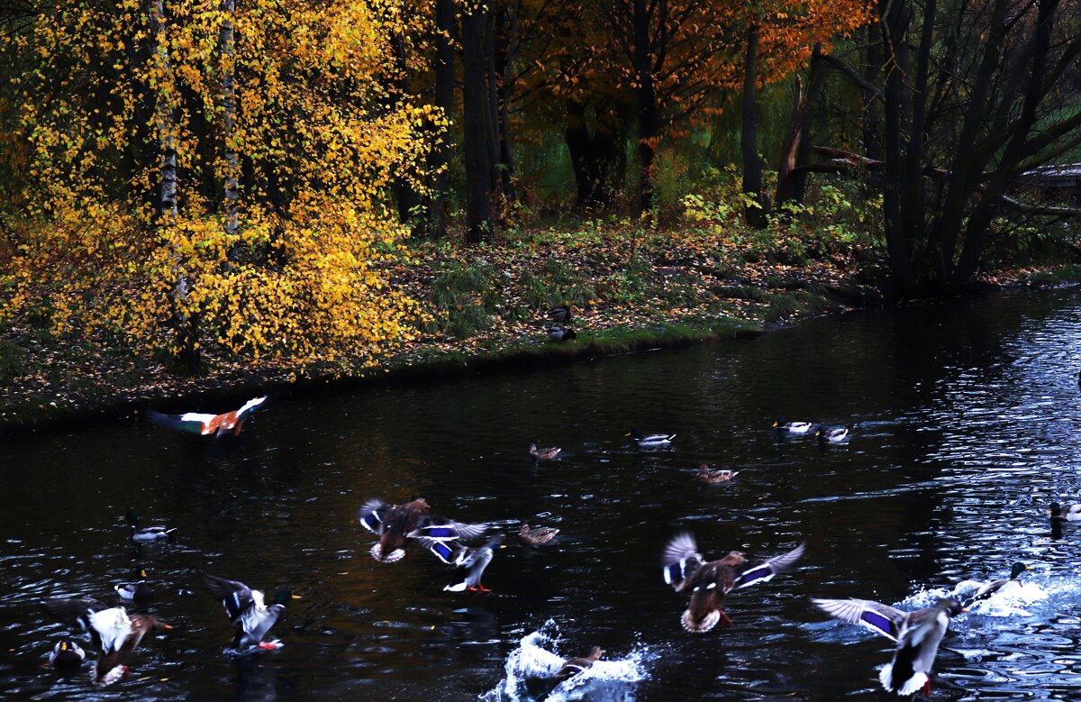 Утиный переполох. - Василий Палий