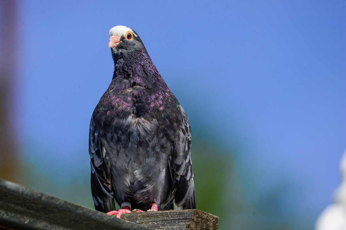 Голуби Курские - Евгений 