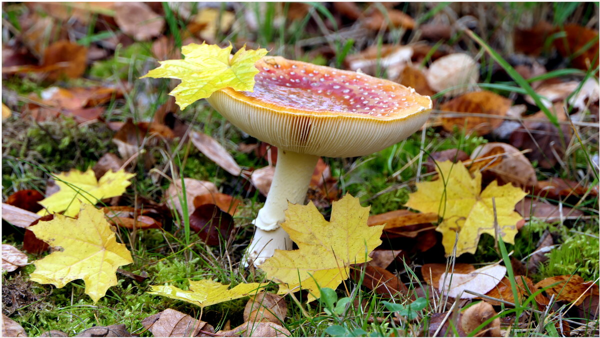 В парке теперь листопад… Ветер- хозяин аллей, - "The Natural World" Александер В парке теперь листопад… Ветер- хозяин аллей, - "The Natural World" Александер