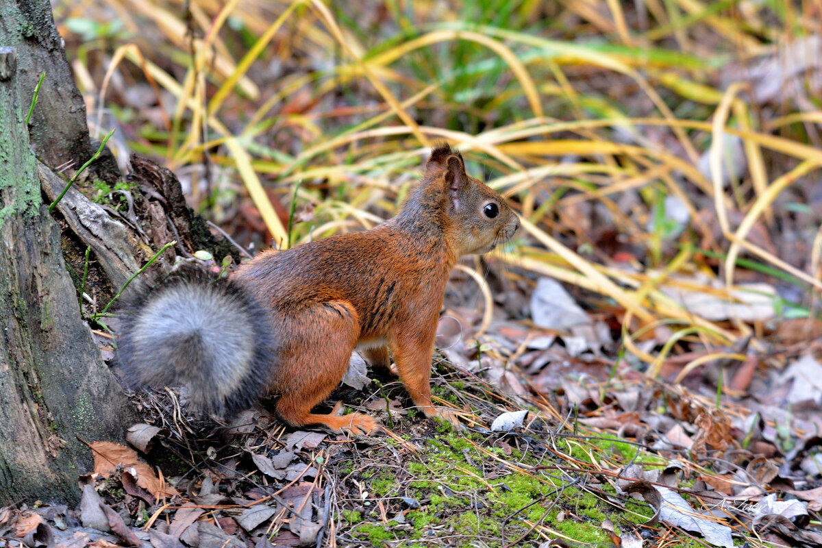 ** - Александр Зуев ** - Александр Зуев