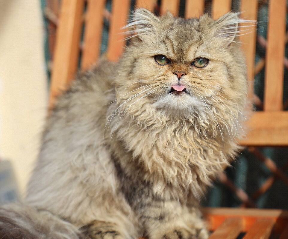 Вот вам! - Оля Богданович