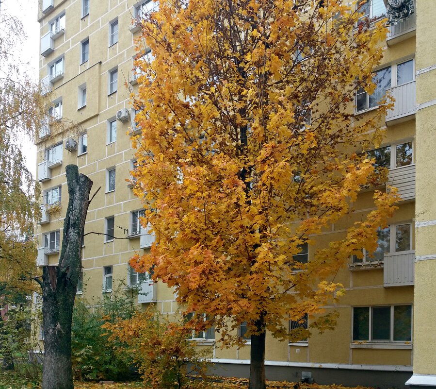 Клён у дома - Galina Solovova