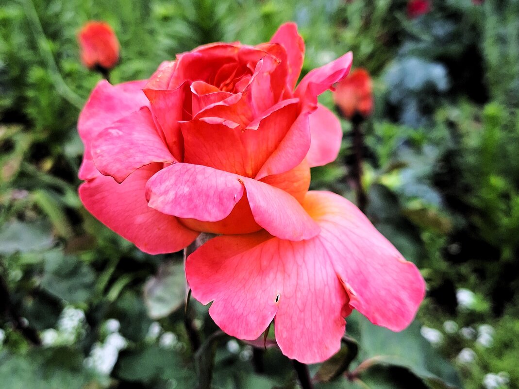 Роза - Наталья 