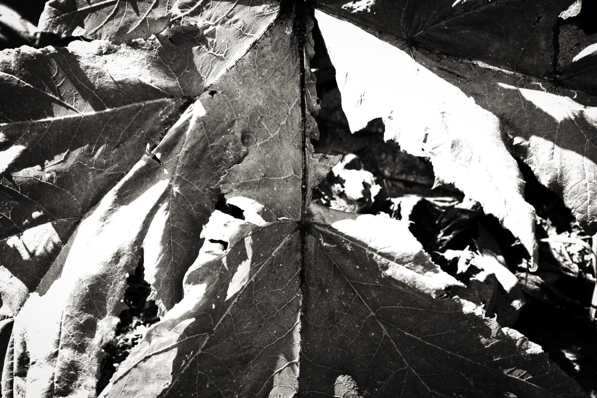 Фотография - Денис Безногов