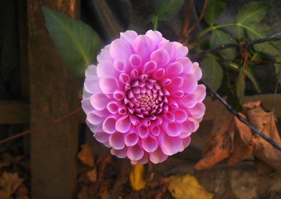 Из области идеального :) - Наталья Из области идеального :) - Наталья