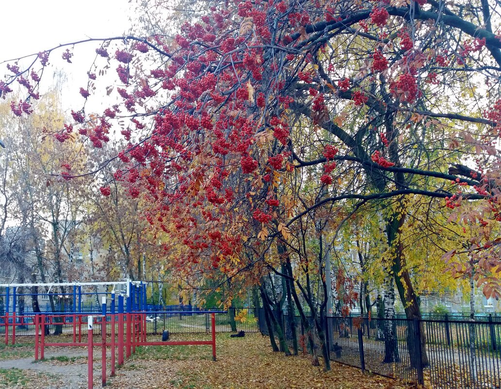 Склонились ветви от тяжести плодов - Galina Solovova