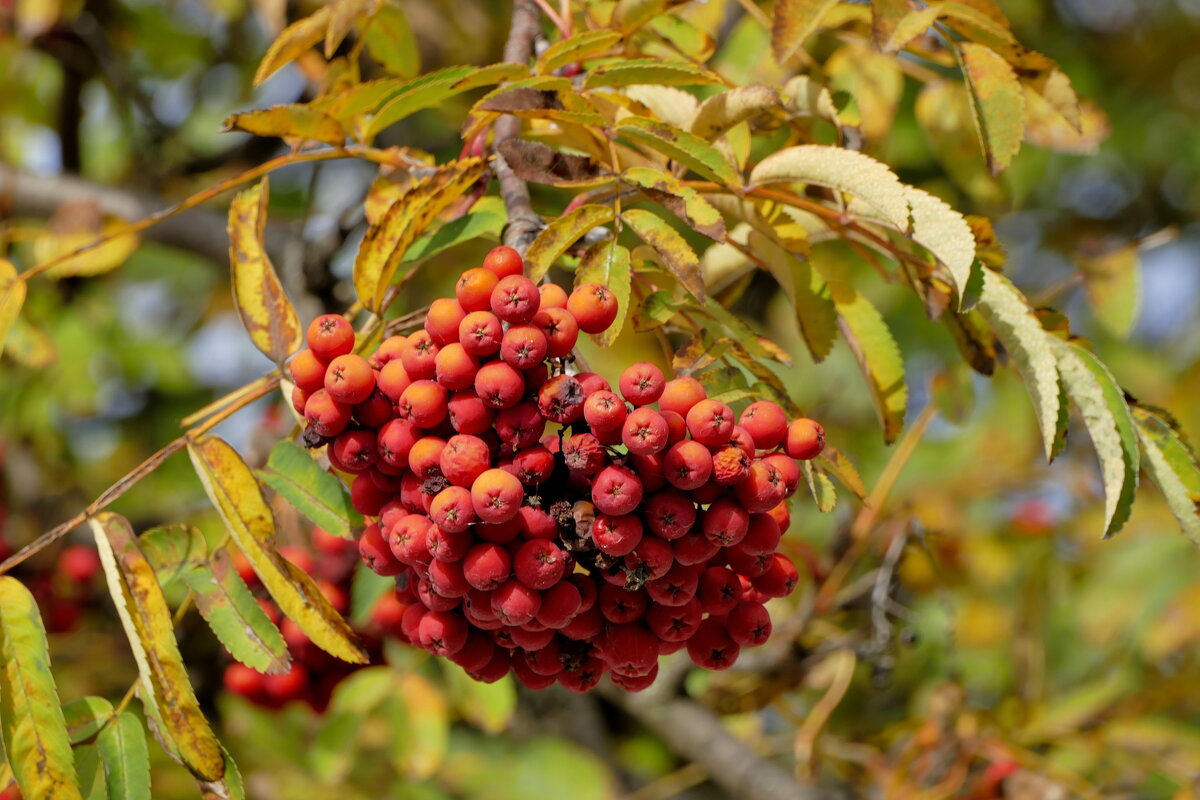 сюжеты октября  1 - Александр Прокудин
