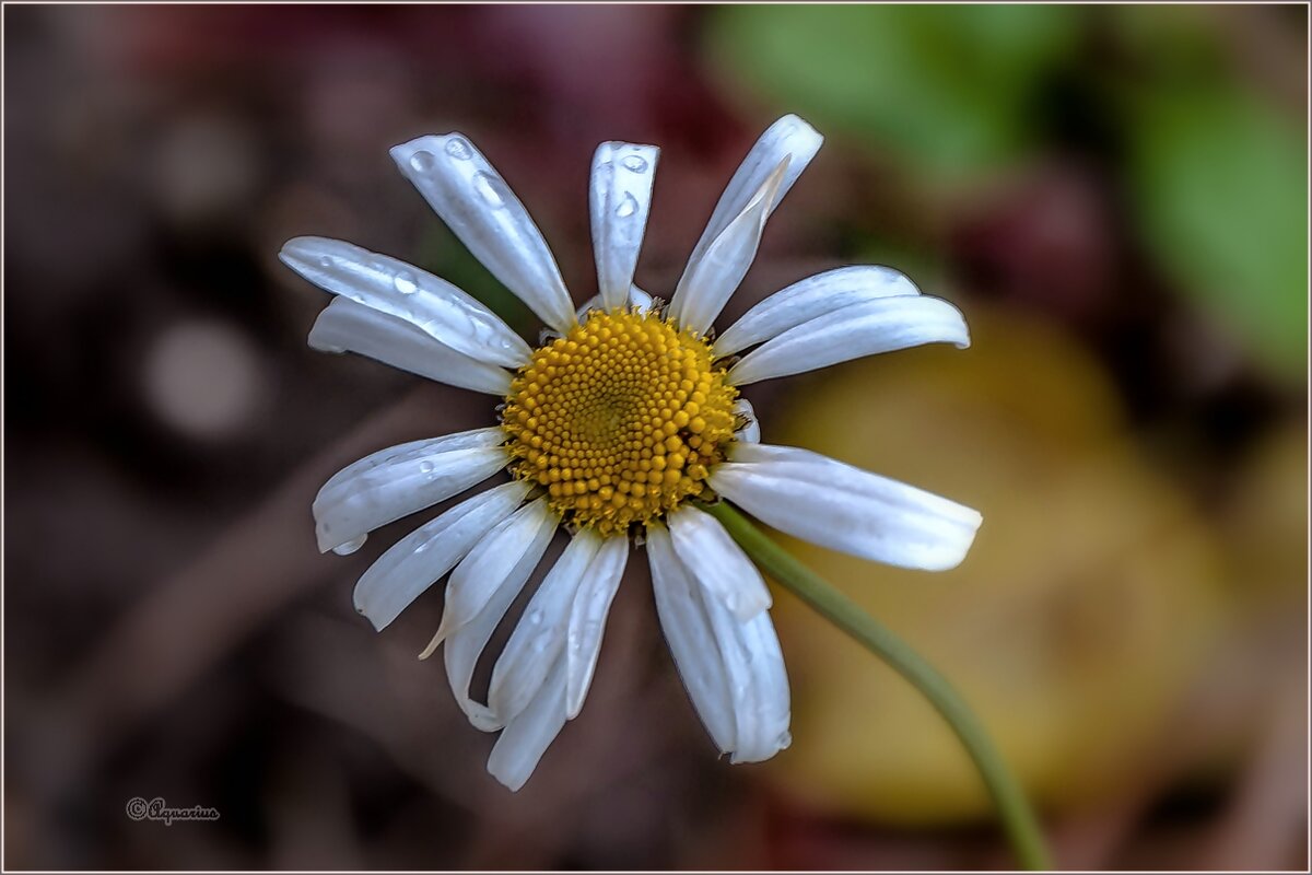 Заплутавшая о времени... - Aquarius - Сергей