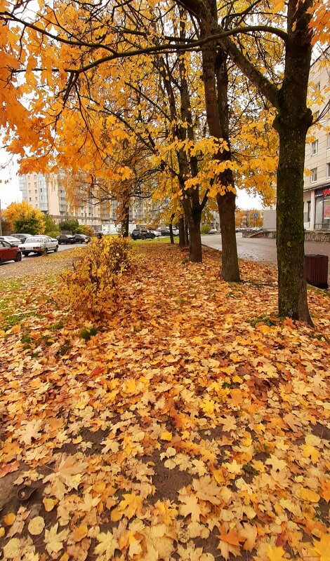 Золотая осень - Наталья Герасимова Золотая осень - Наталья Герасимова