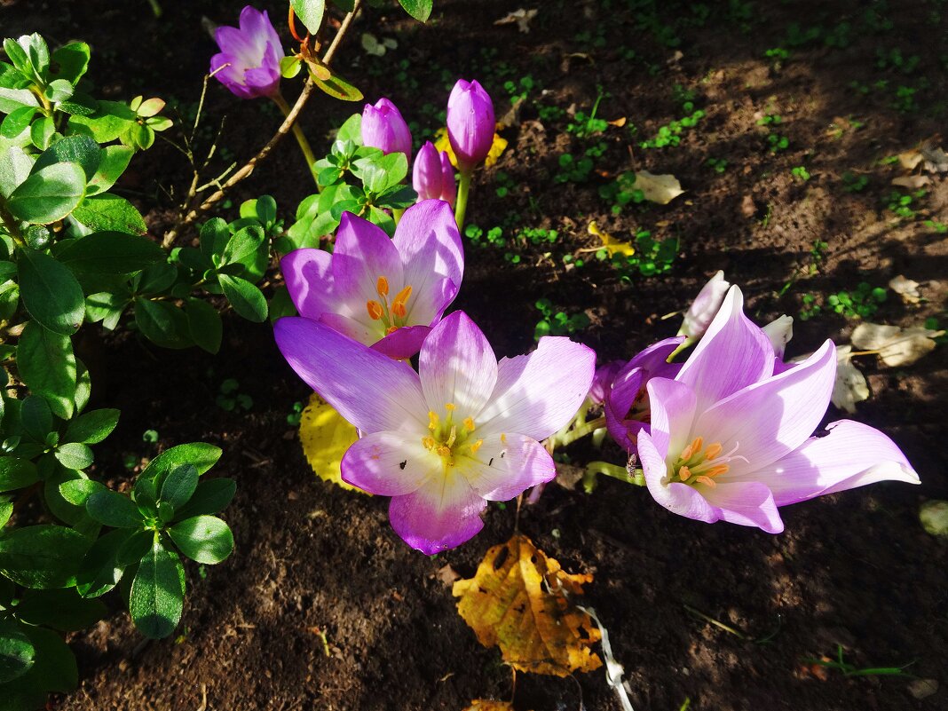 Безвременник осенний - Лидия Бусурина