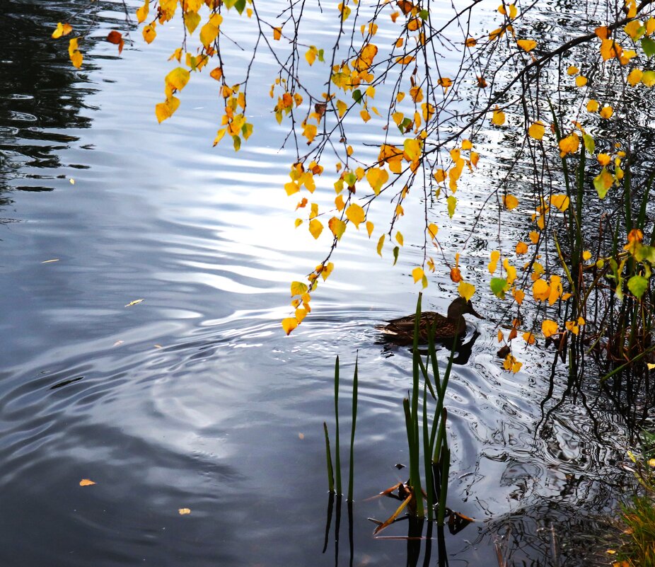 Тихое местечко. - Василий Палий