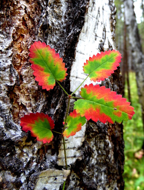 Осенний лист. - nadyasilyuk Вознюк