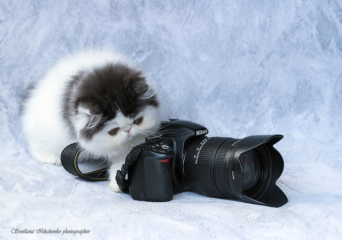 ... - Светлана Ищенко