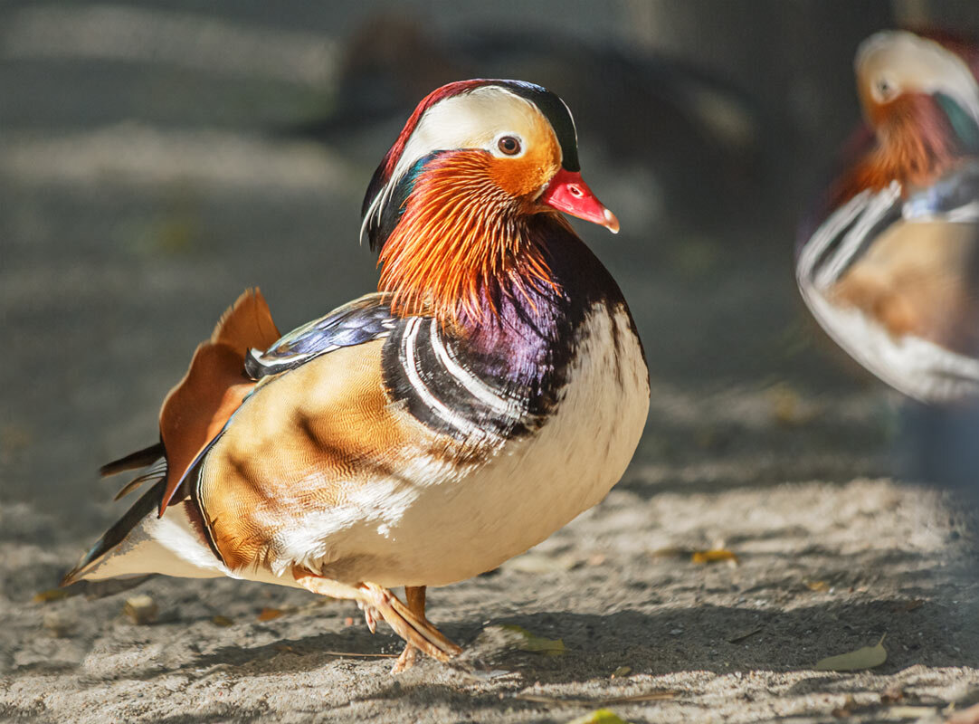 Мандаринка - SanSan 