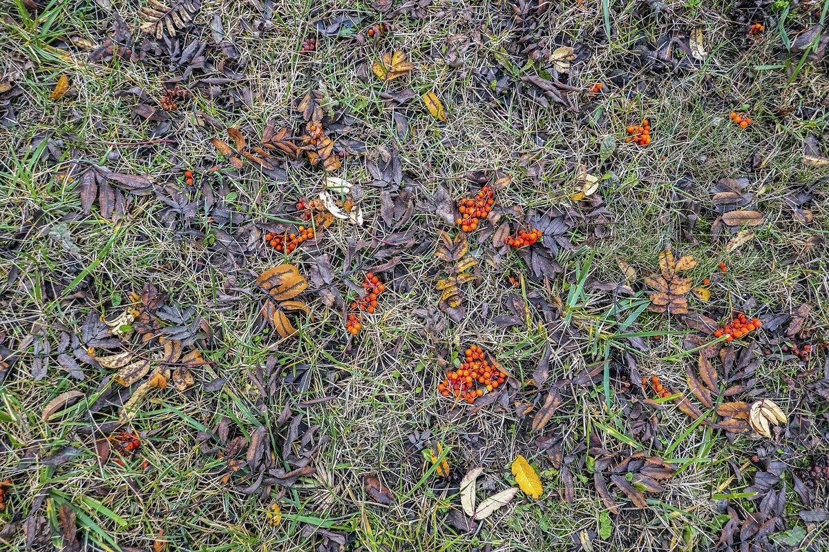 Не дождались ягоды дроздов - Валерий Иванович