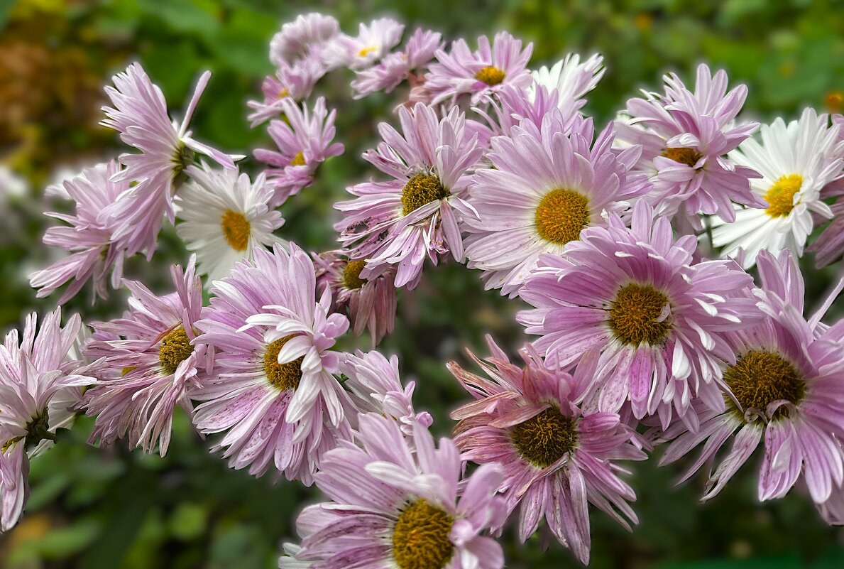 Украшение цветочное от Осени. - Olga Oskolkova Украшение цветочное от Осени. - Olga Oskolkova