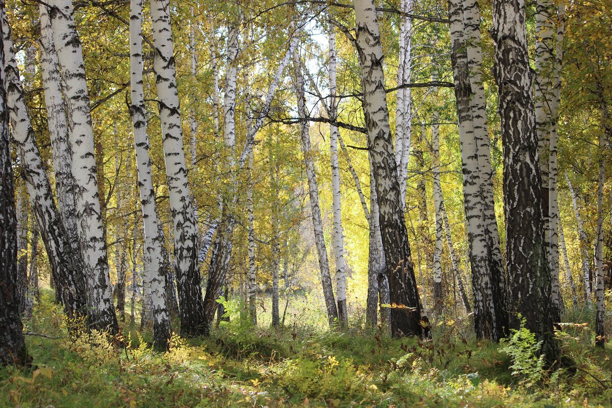 как грустно, лето закончилось быстро - Ольга Гомзина как грустно, лето закончилось быстро - Ольга Гомзина