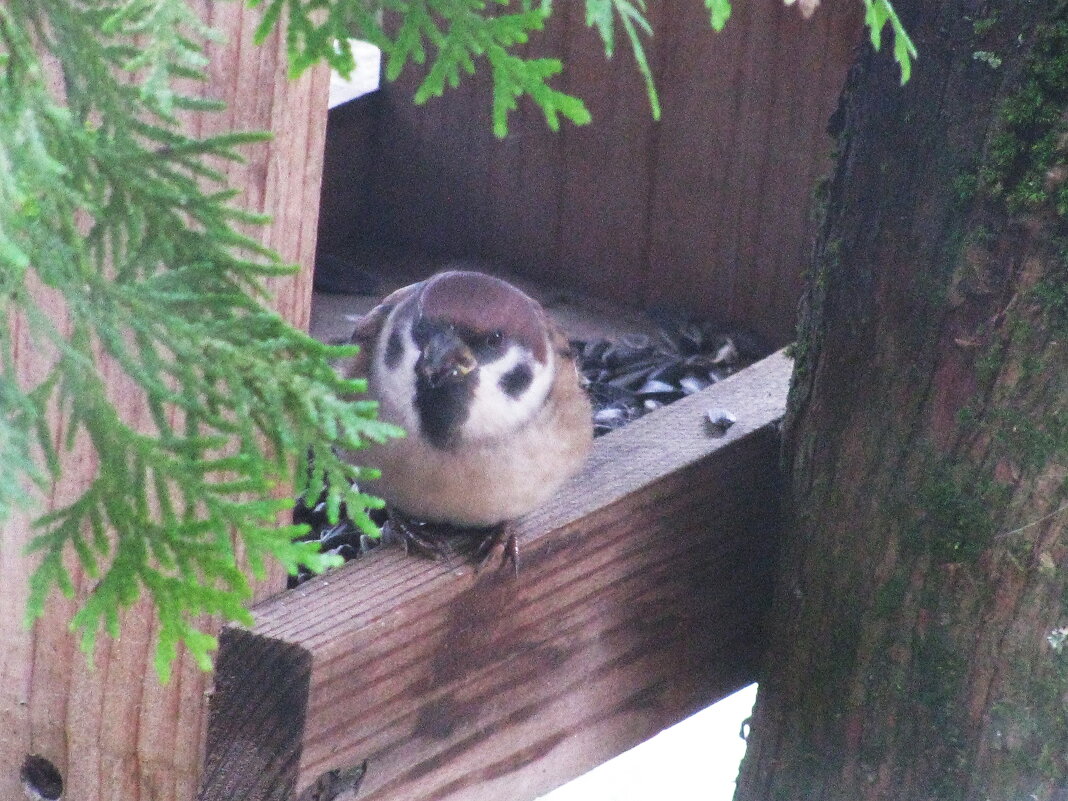 Проголодался - Людмила Смородинская