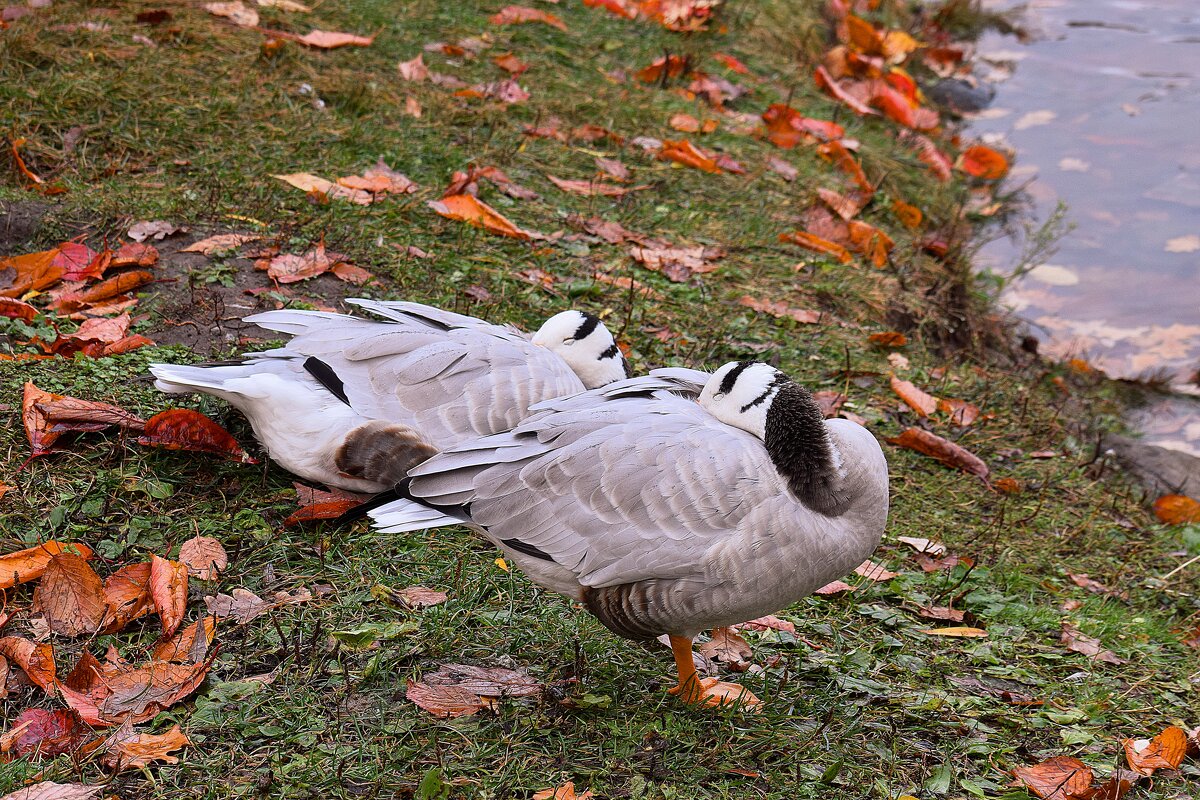 Тихий час. - Татьяна Помогалова