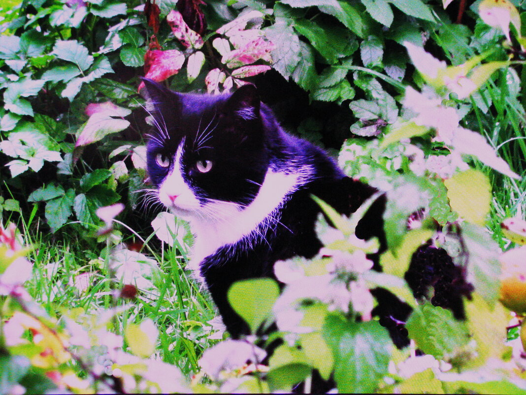 Марсик в саду - Людмила Смородинская