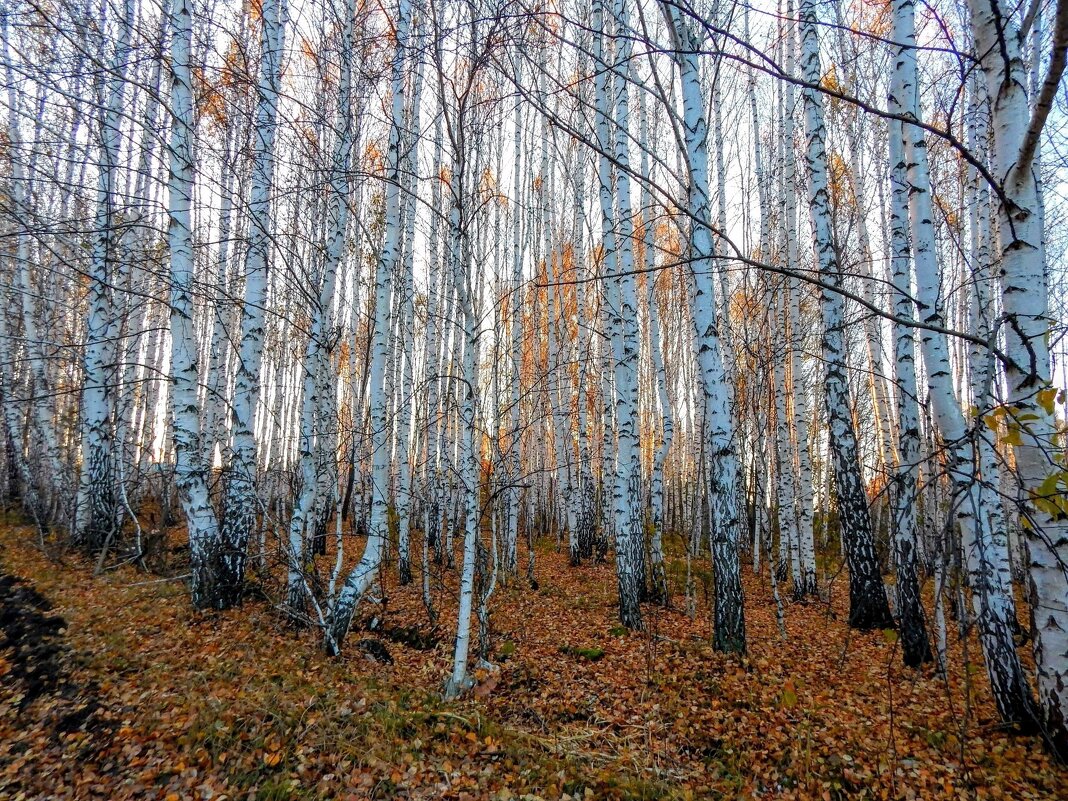 Утро розовое, как мечта! - Елена Хайдукова  ( Elena Fly )