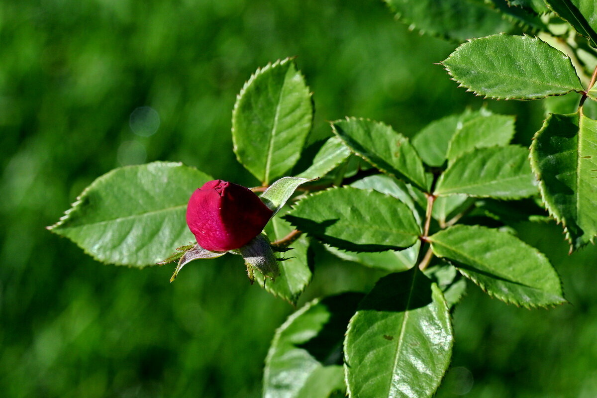 ***** - Николай Саржанов