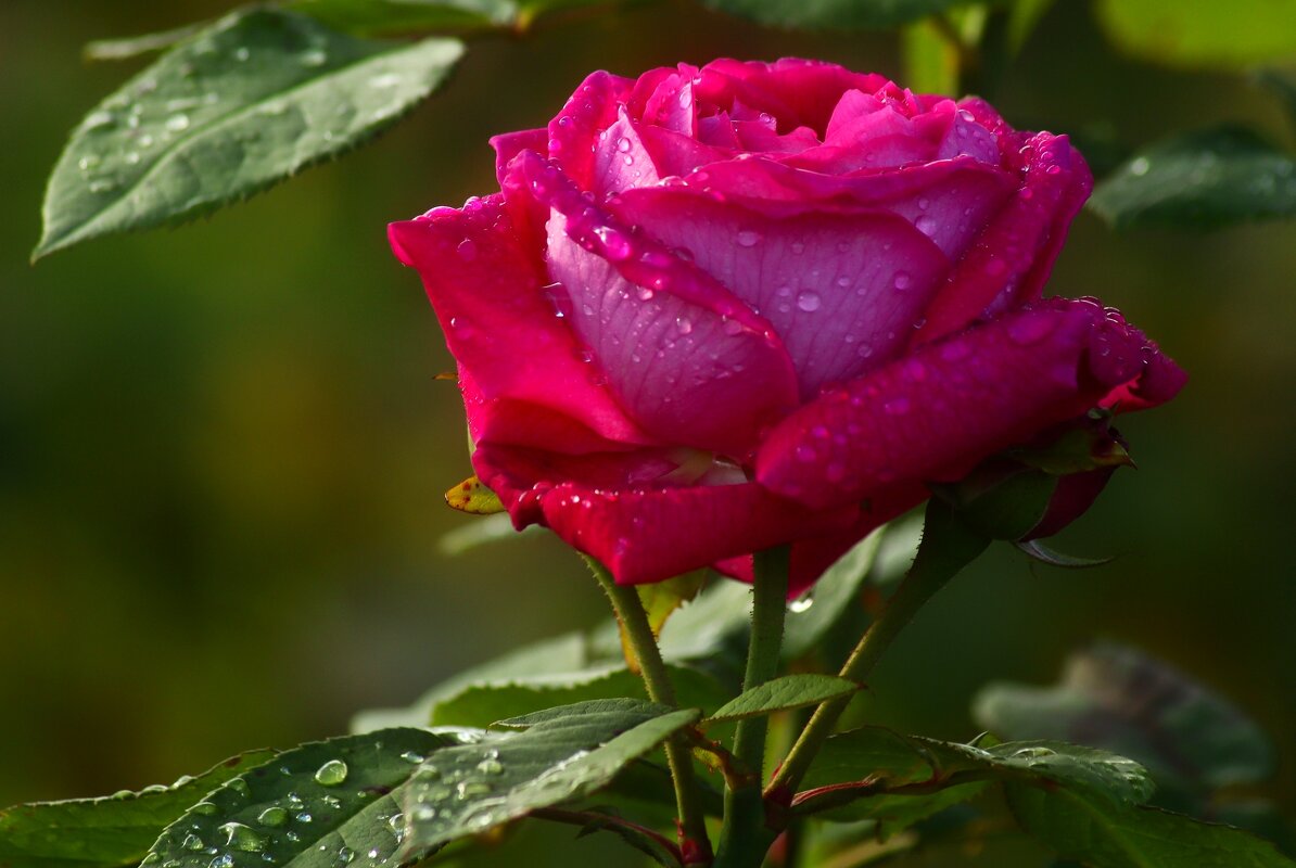 Доброе утро - Юрий. Шмаков