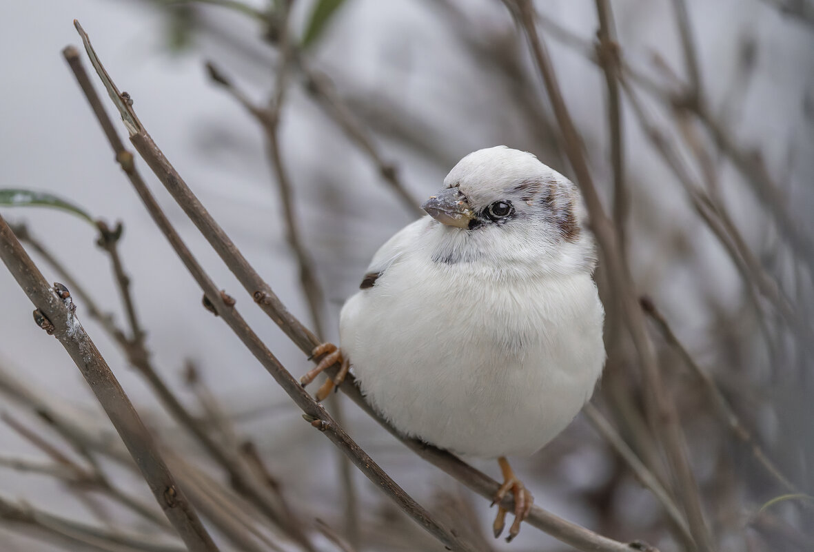 из жизни воробьев.белый воробей. - юрий макаров из жизни воробьев.белый воробей. - юрий макаров