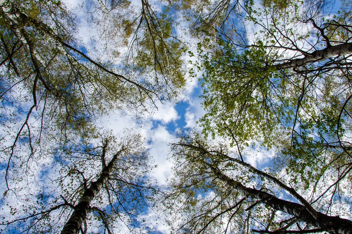 Вы шумите, шумите.. - Галина Ложечникова