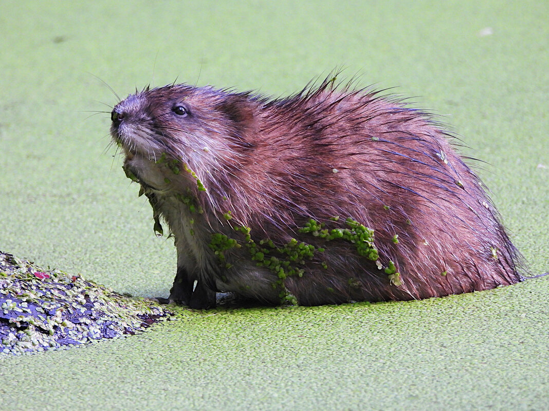 Ондатра - Лина 