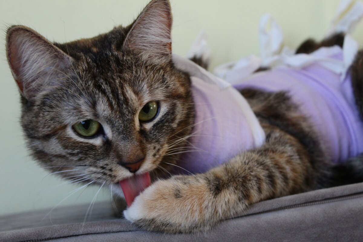 Котик - Гульфина Булатова