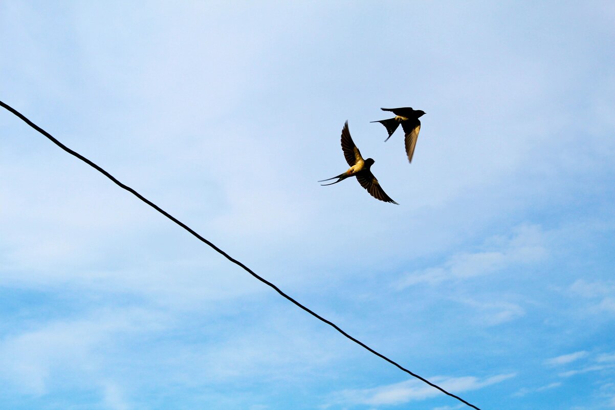 Ласточки - Гульфина Булатова