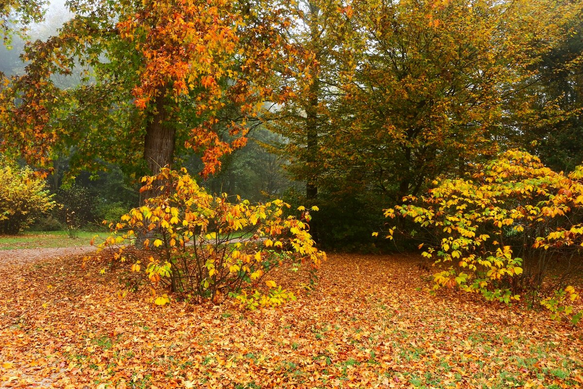 В осеннем парке - Юрий. Шмаков В осеннем парке - Юрий. Шмаков