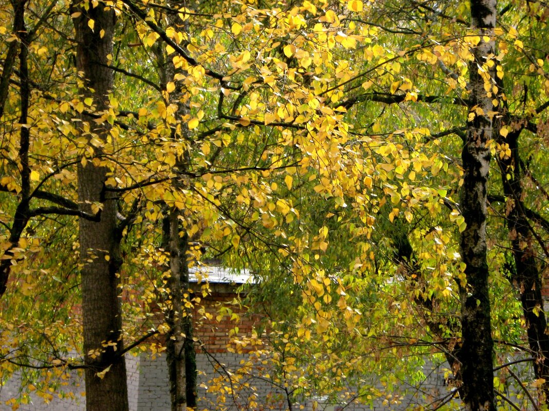 Осень в городе - Елена Семигина