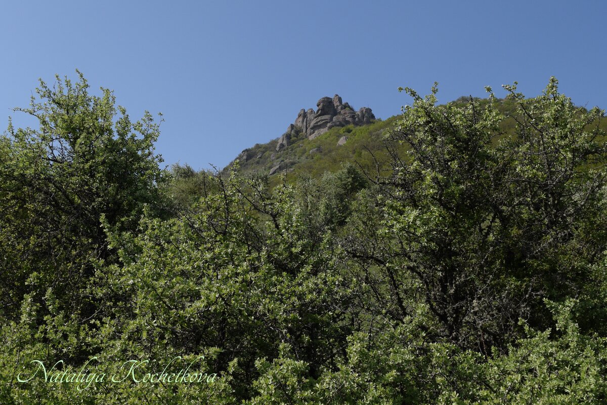 Природа Крыма - Amazing Cosmea