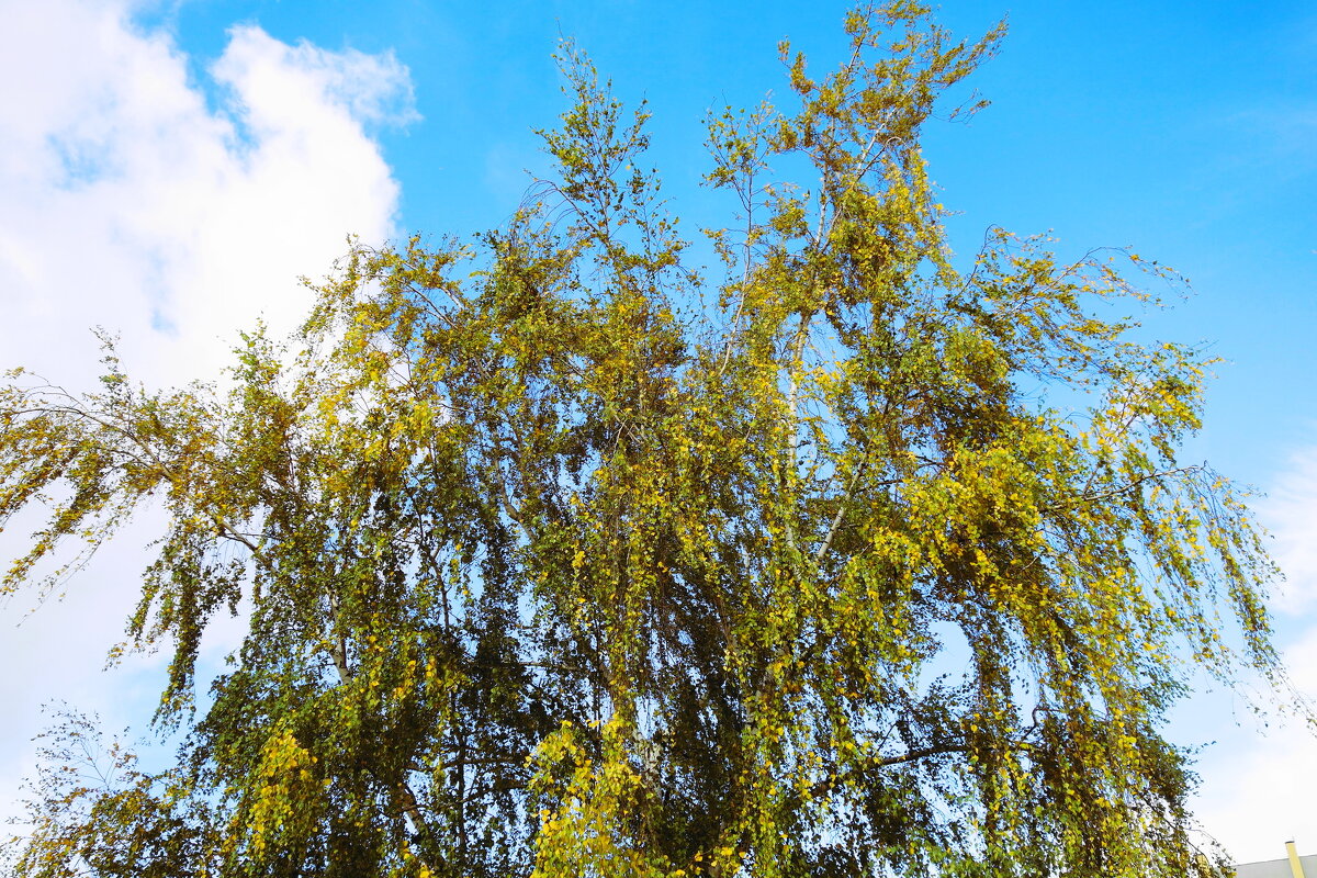 Октябрь - Рита Симонова