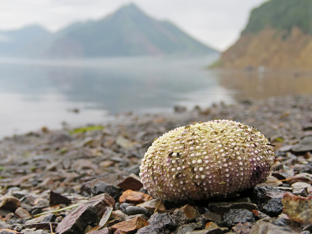 Бухта Тихая - ИРЭН@ .