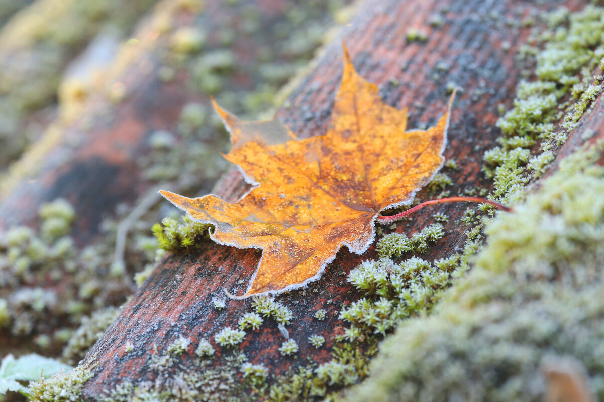 *** - Елена Kазак (selena1965)