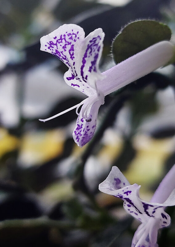 Плектрантус Лавандер - Владимир Безбородов
