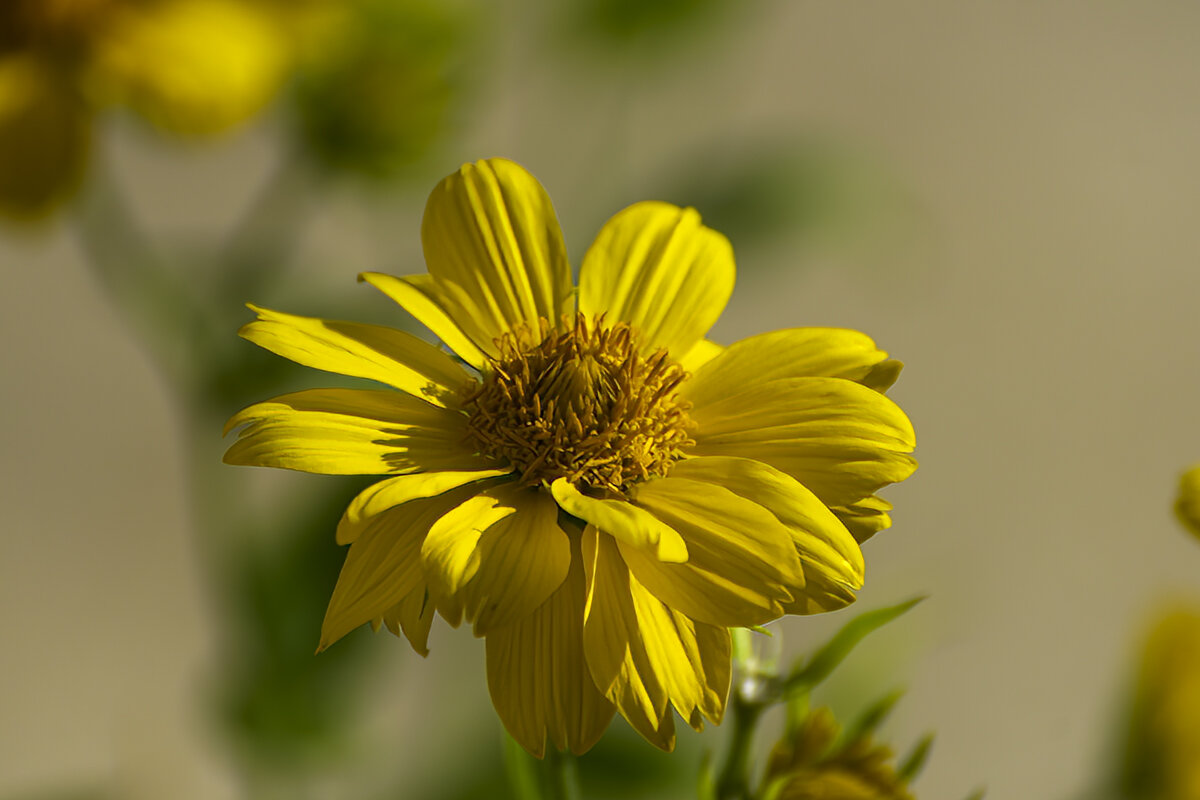 Гелиопсис - Игорь Сикорский