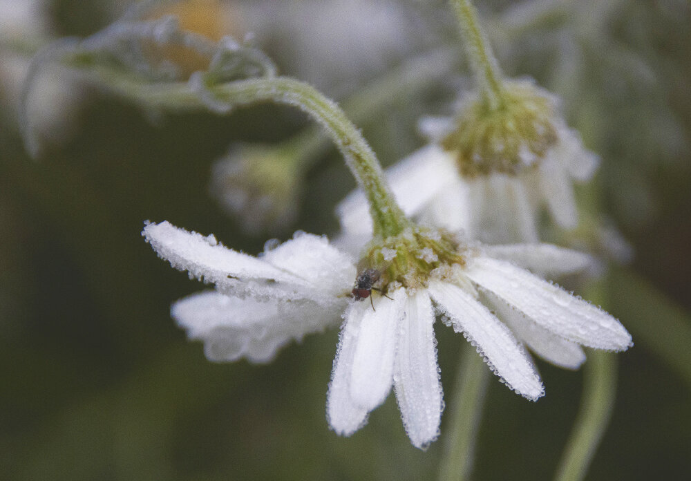 Заморозок... - Галина Ильясова Заморозок... - Галина Ильясова