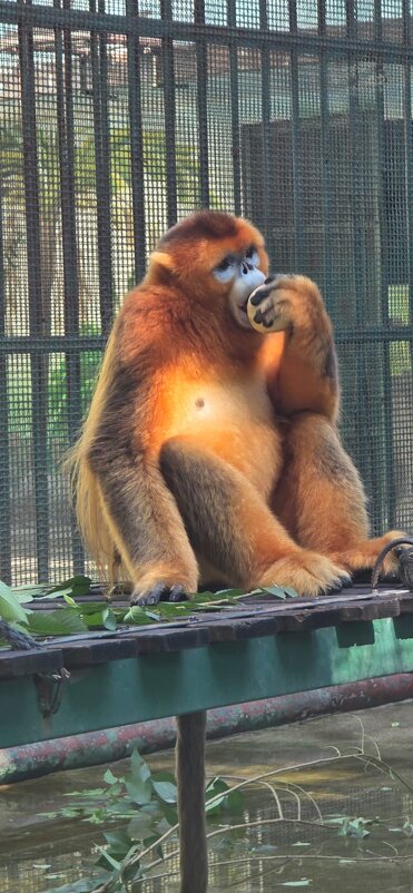 Рокелланов ренопитек - Николай 