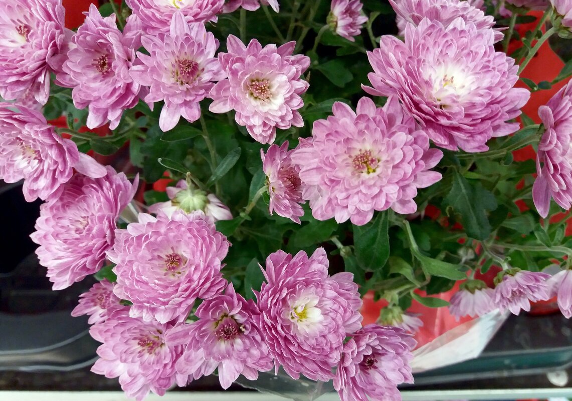 Цветы для настроения - Galina Solovova